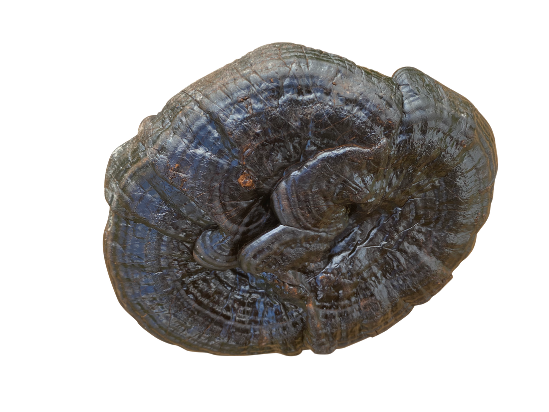 Ingredient in Focus: Ganoderma