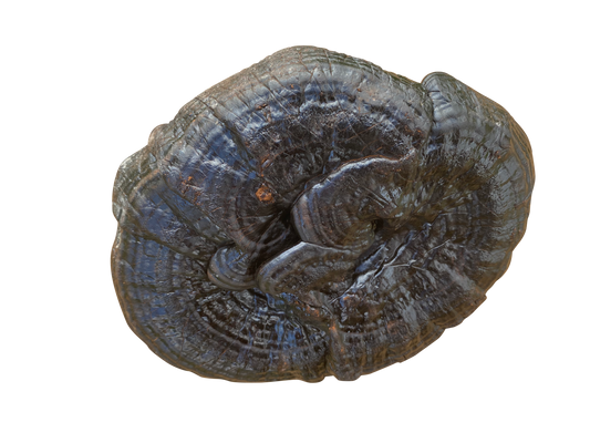 Ingredient in Focus: Ganoderma