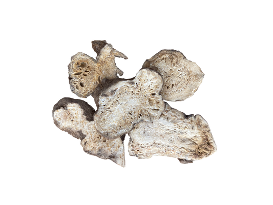 Ingredient in Focus: White Atractylodes Rhizome