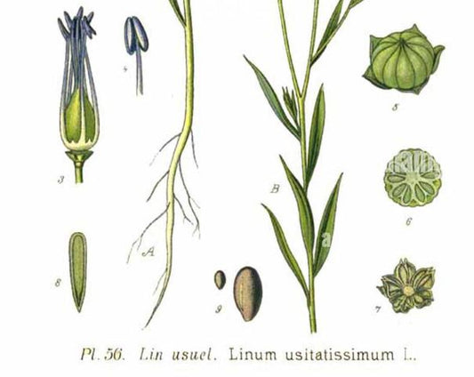 Common Latin (Pharmaceutical) Plant Names in Pinyin and English
